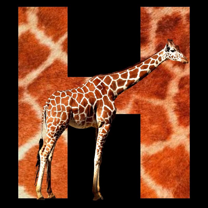 giraffe h