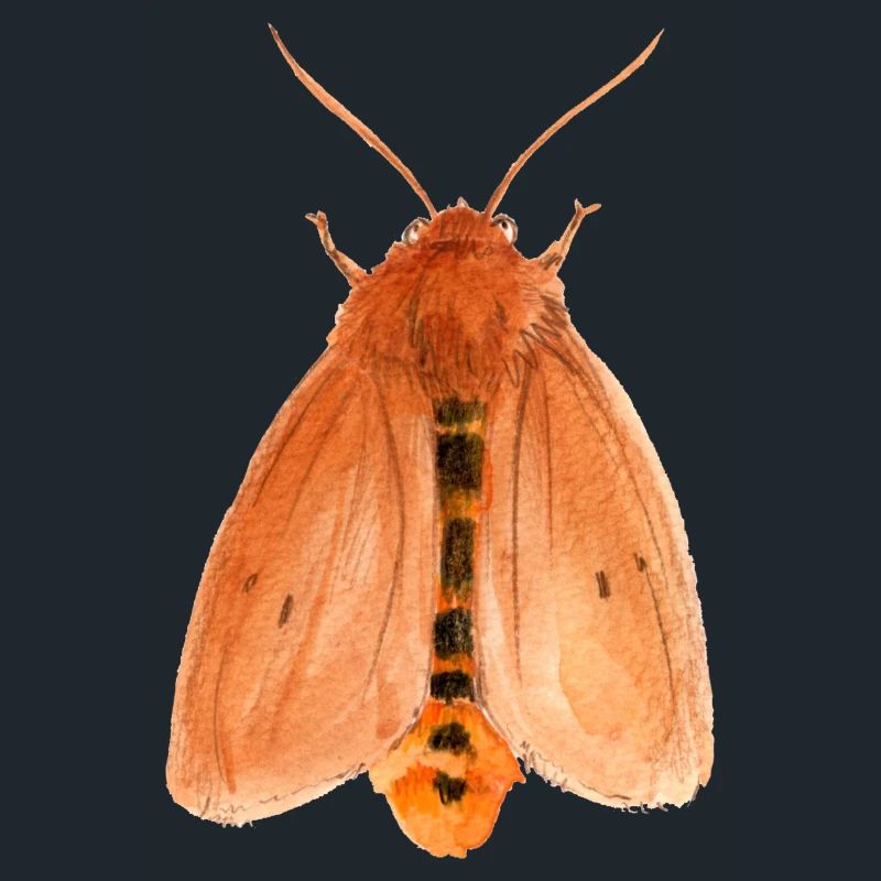 ruby tiger