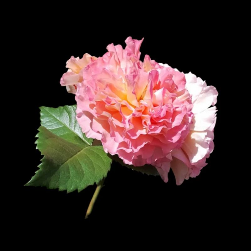 Pink ROSE