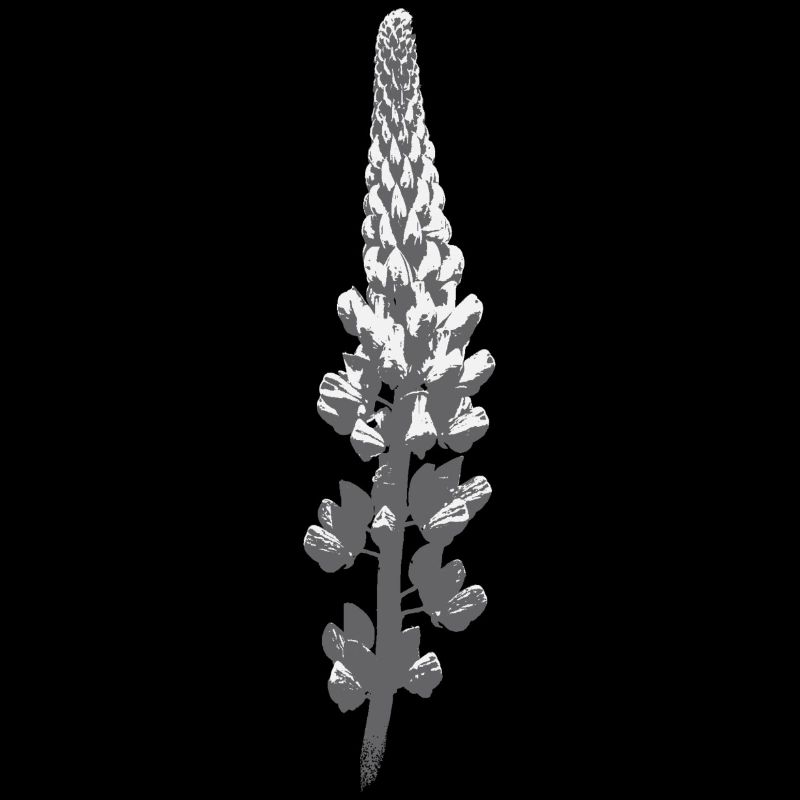 Fleur de lupin