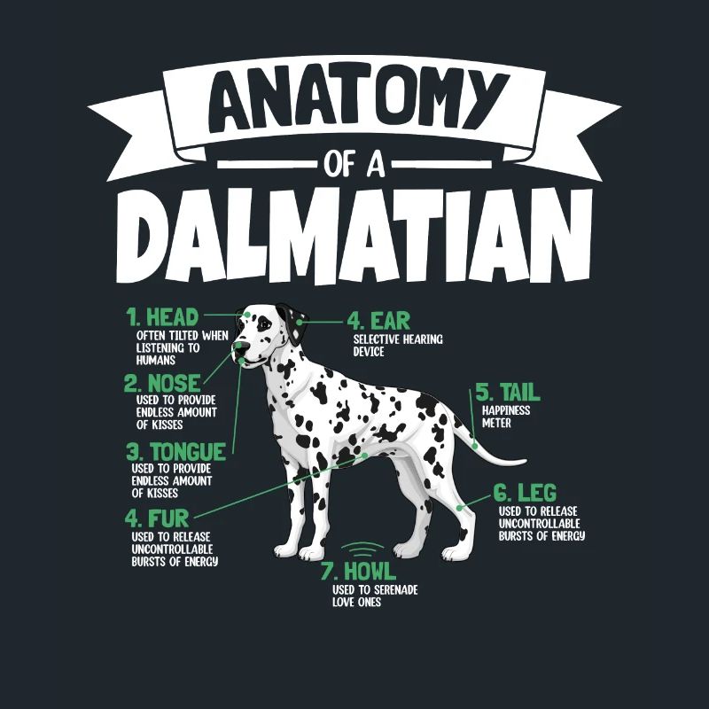 Anatomie von einem Dalmatiner