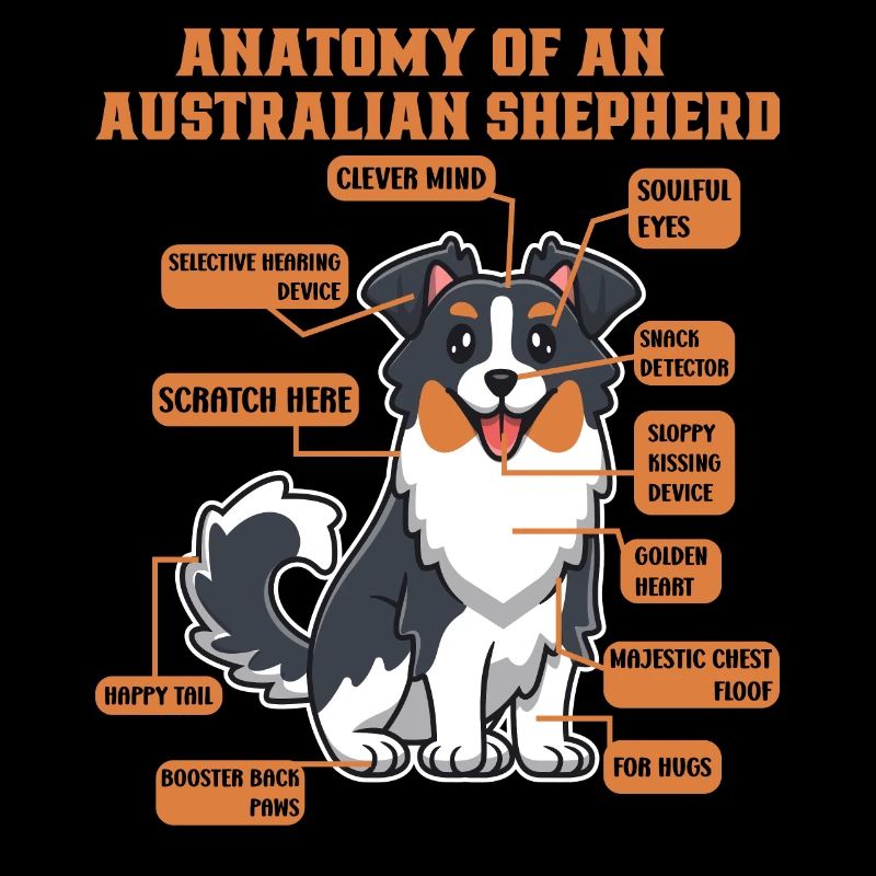 Australischer Schäferhund Aussie Dad Aussie Mom