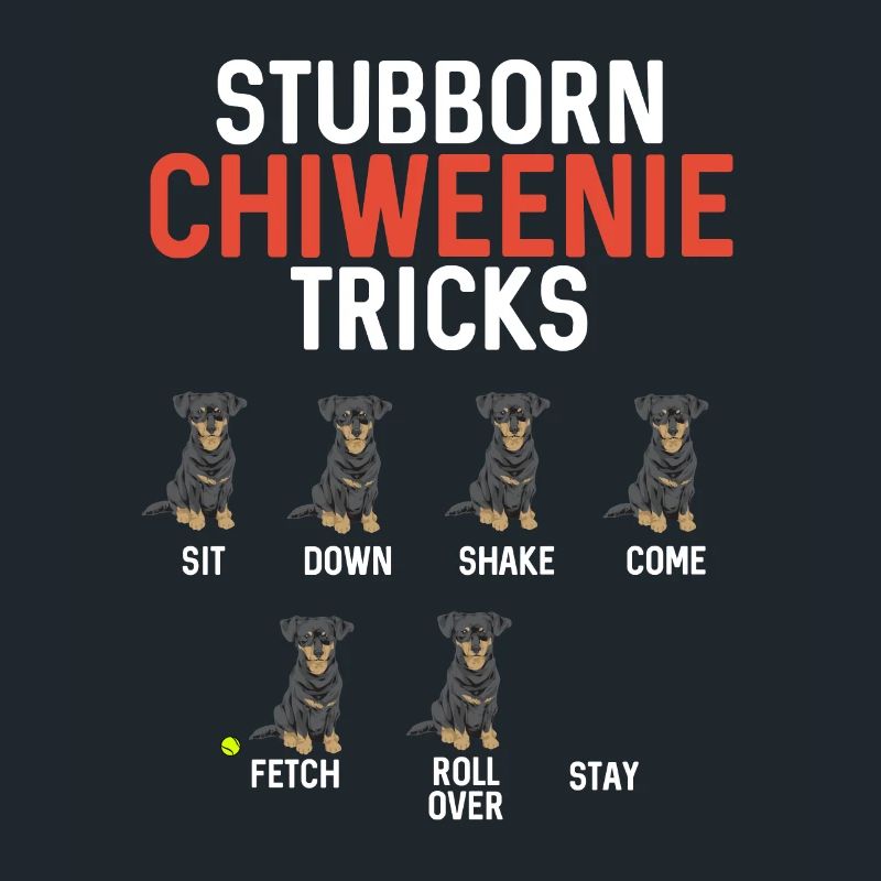 Chiweenie Dog