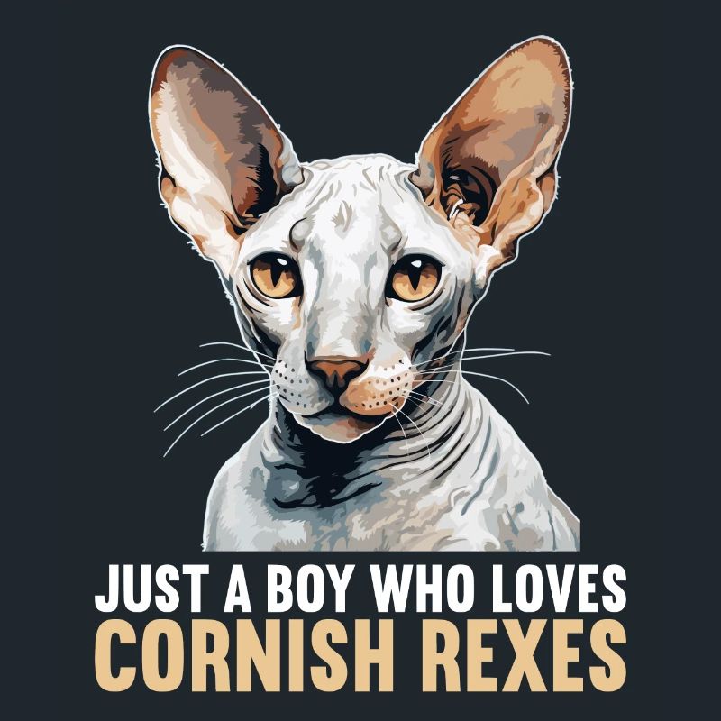 Cornish Rex Kätzchen Cornish Rex Katze