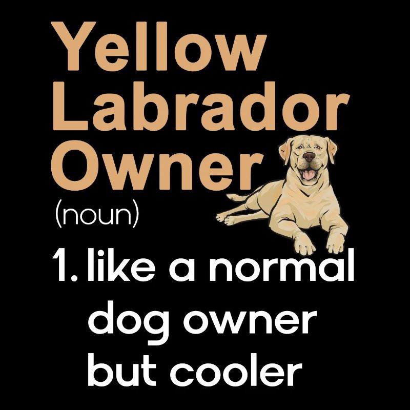 Labrador Retriever jaune