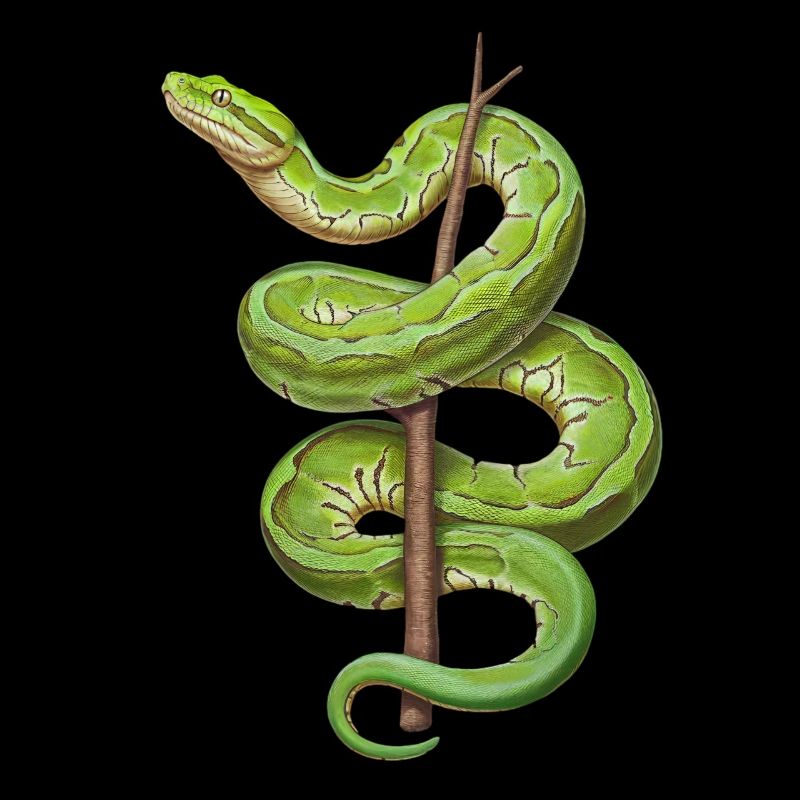 Arbre vert Python Serpents Amoureux Terrarium