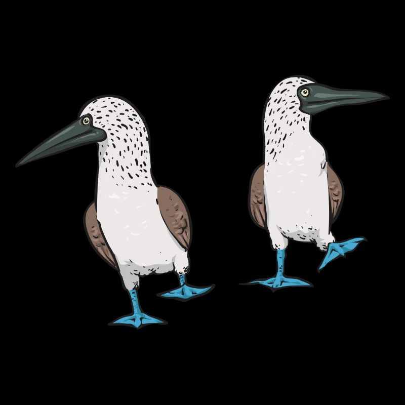 Blaufußtölpel Blue-footed Booby Seevogel