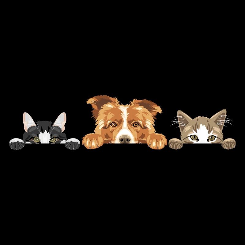 Mignon chien Border Collie et deux chats