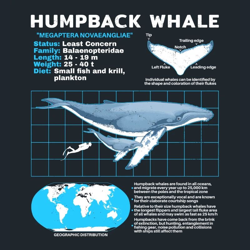 Humpback Whale Datasheet