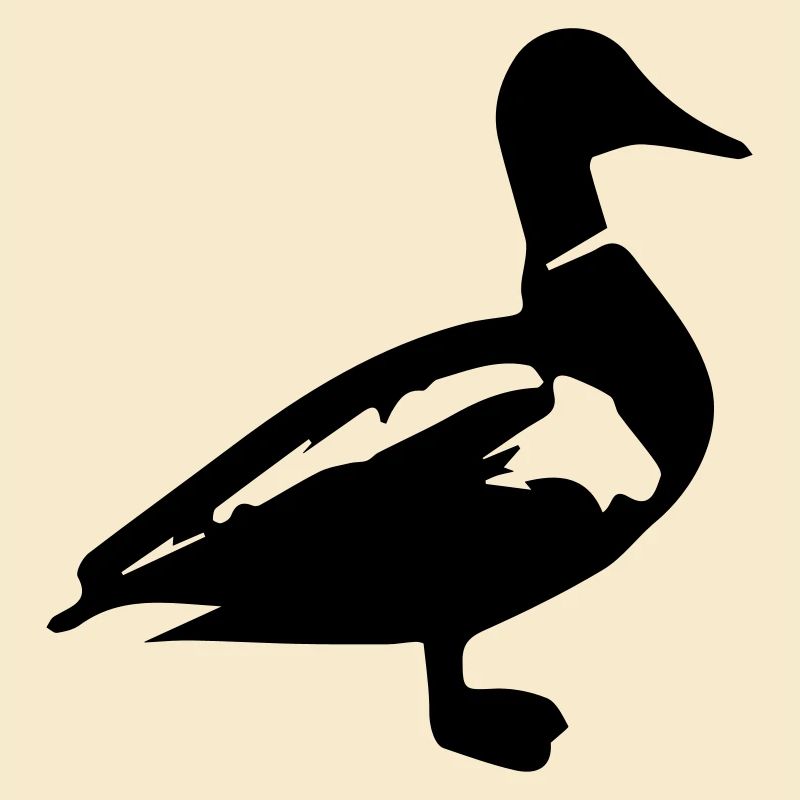 Duck mallard