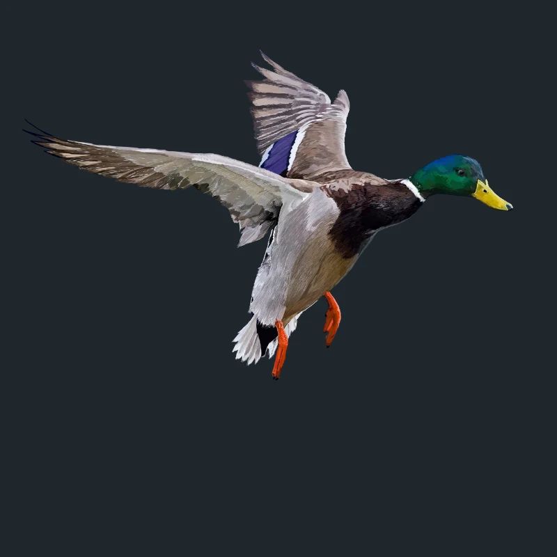 Duck