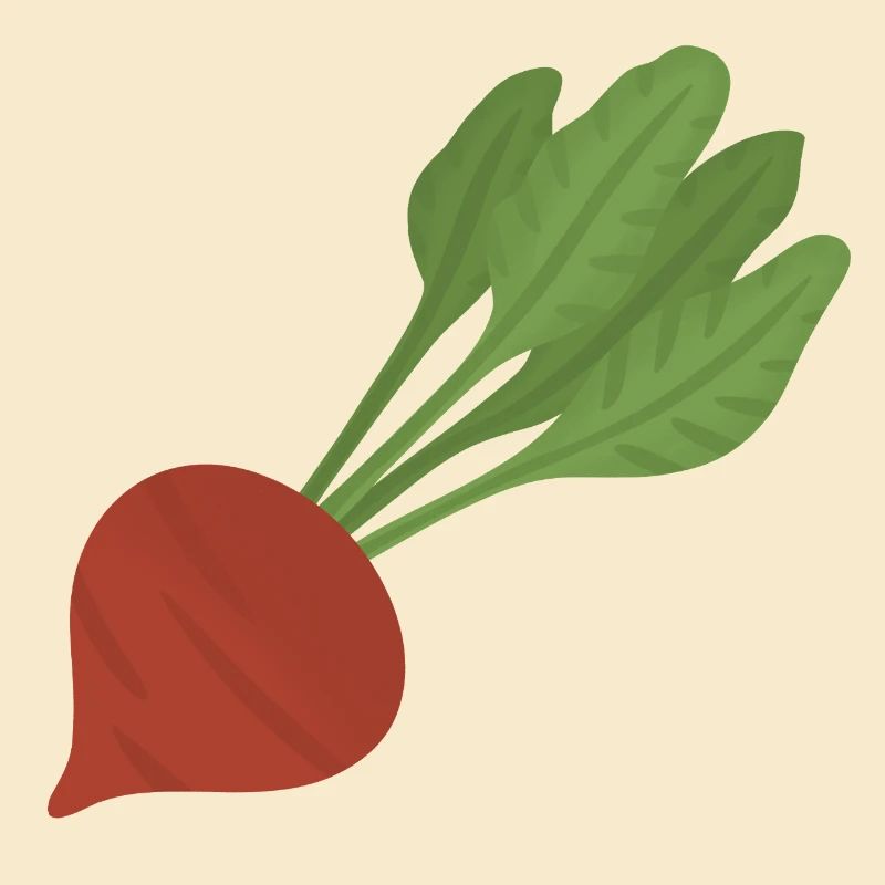 Beetroot Botanical Art