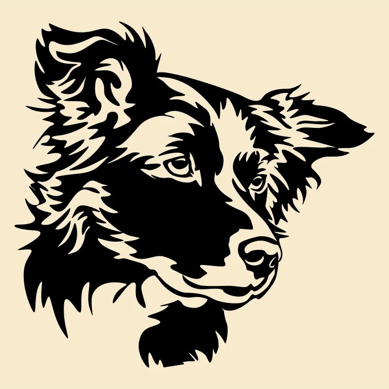 Border Collie Kopf