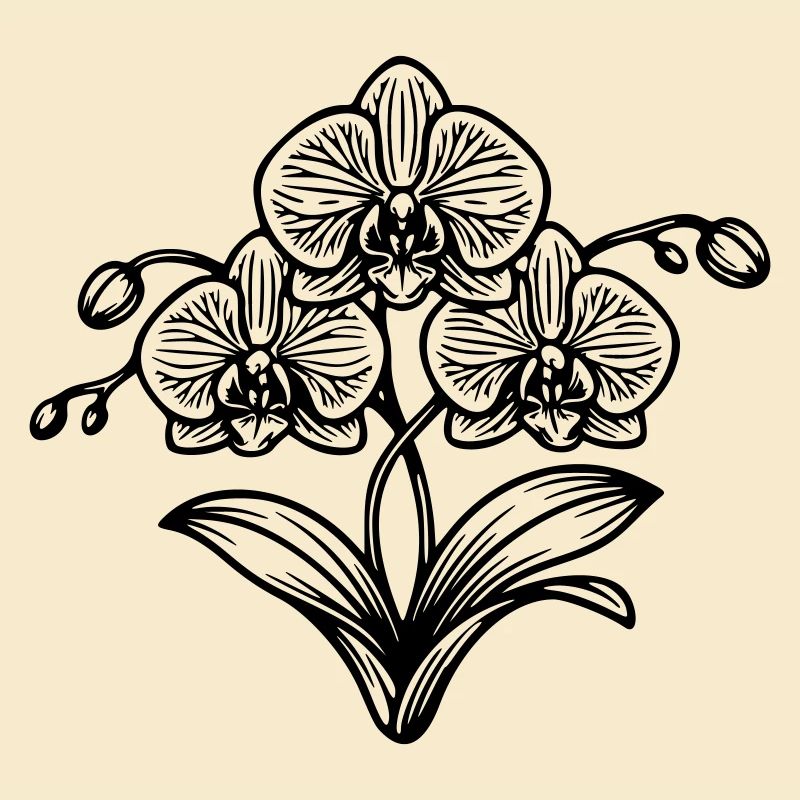 Orchidée 