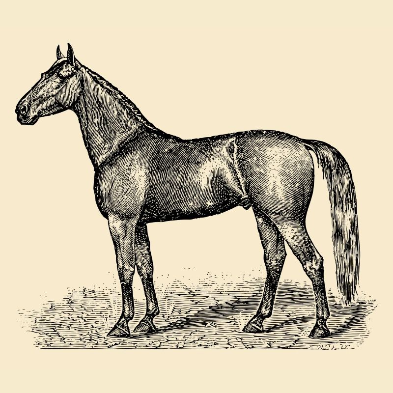 Pferde