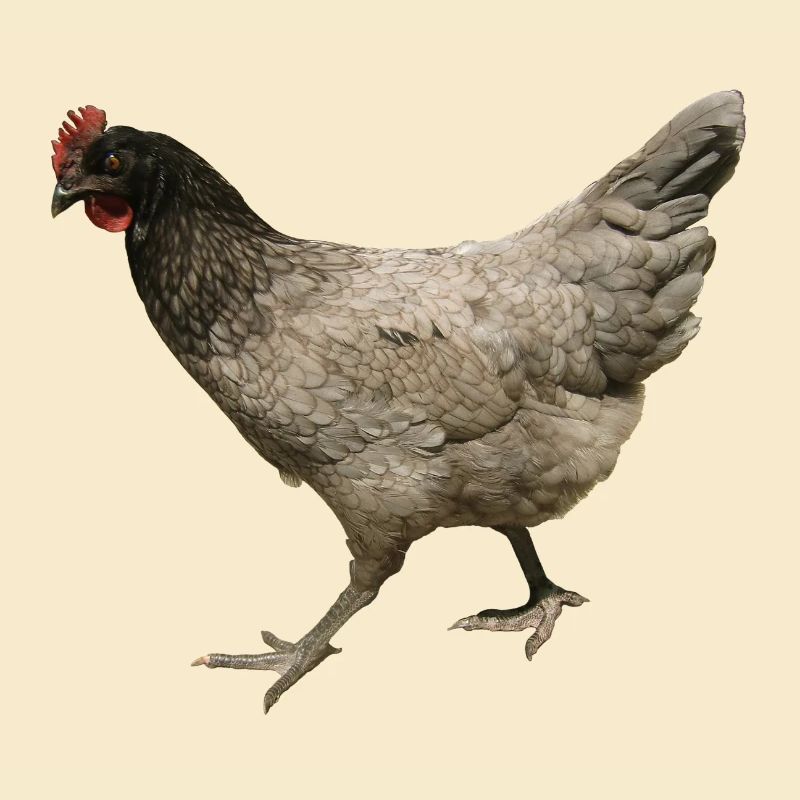 poulet gris