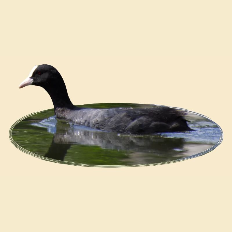 Foulque macroule