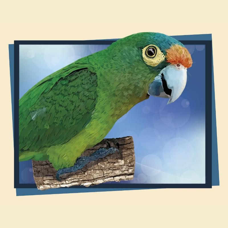 Orange-fronted parakeet