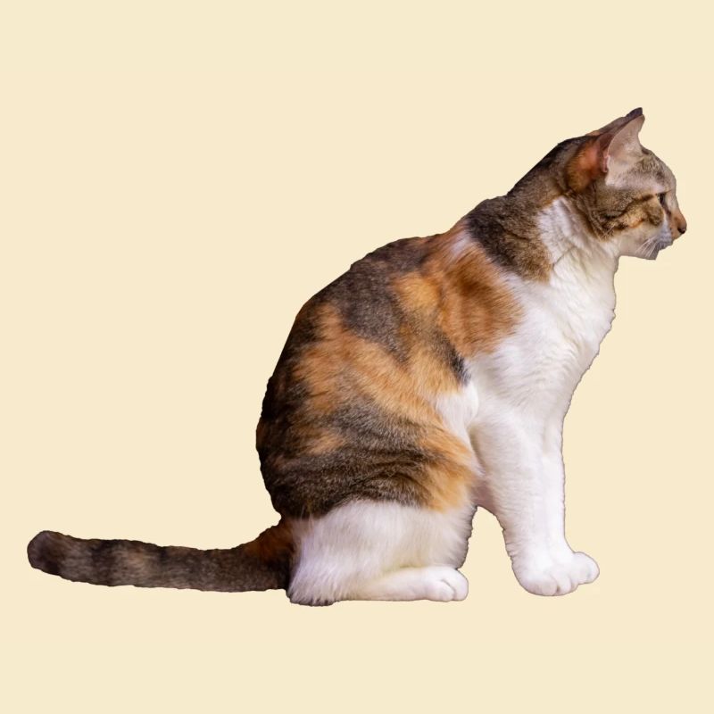 la chatte