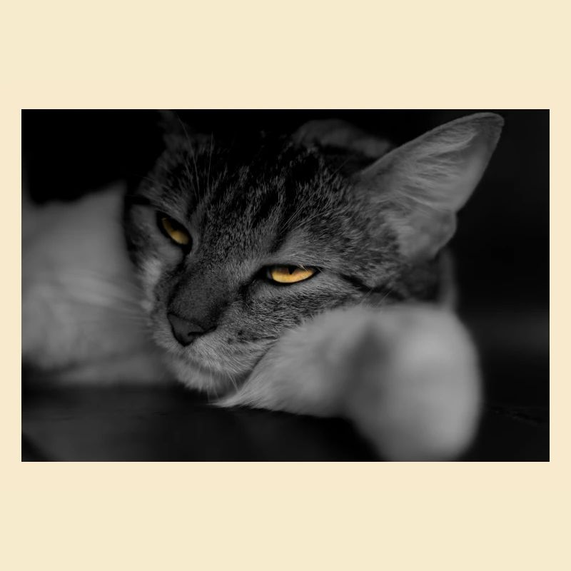 le chat au regard terrible