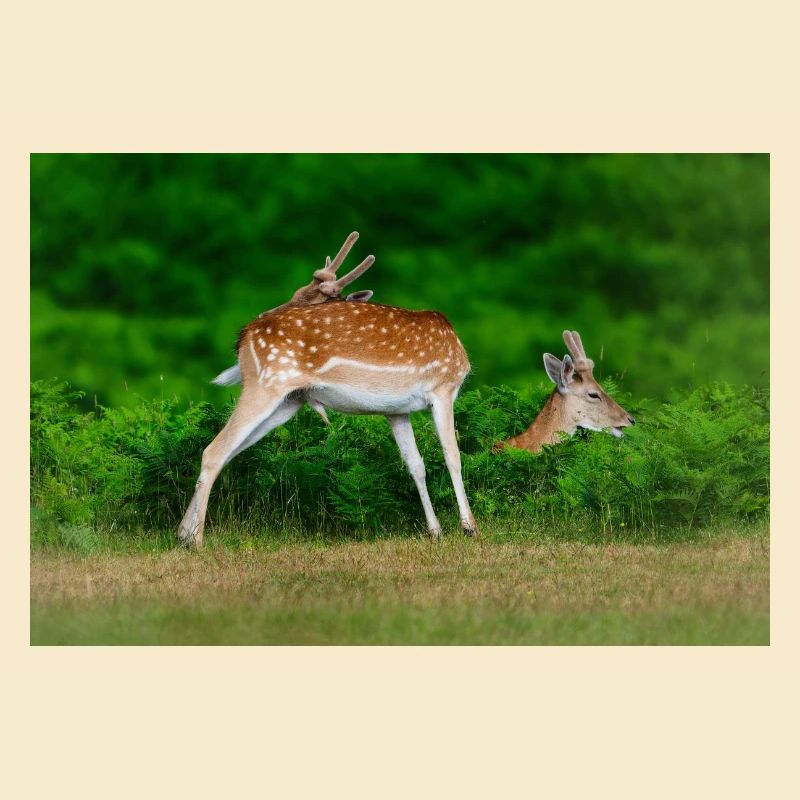 Fallow 2