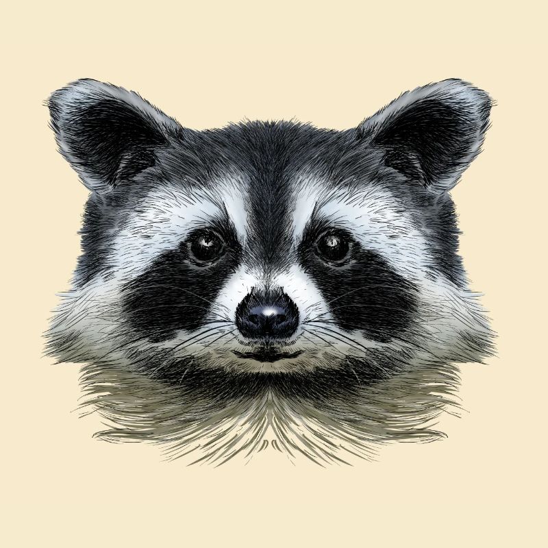 Racoon