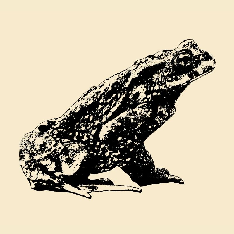 Toad / Bufo Bufo / Graphic
