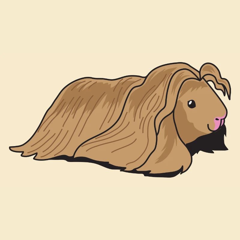 Cochon d’Inde à poil long