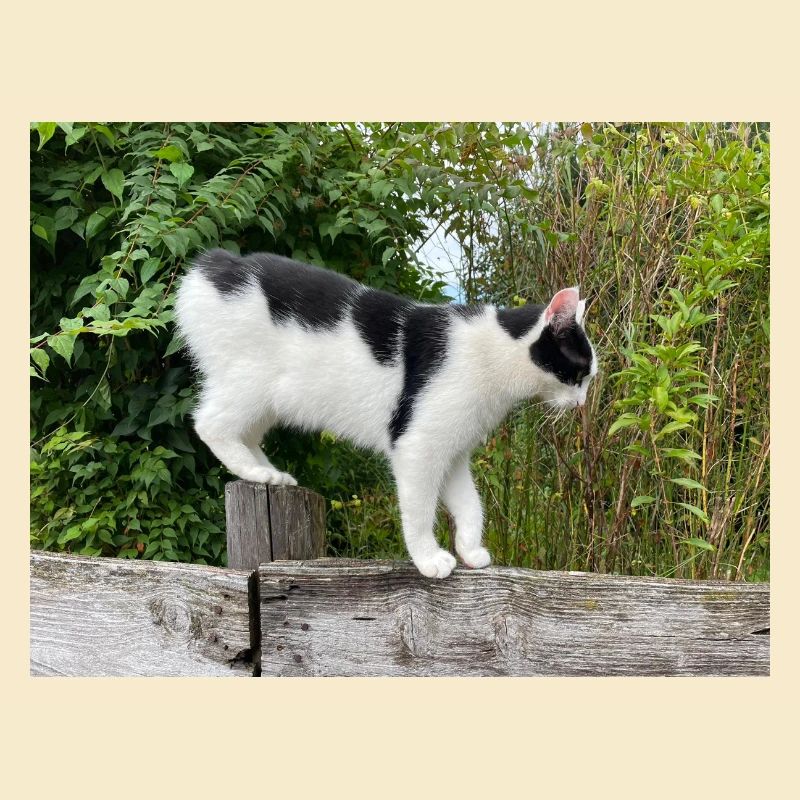 Cat balancer on wooden post