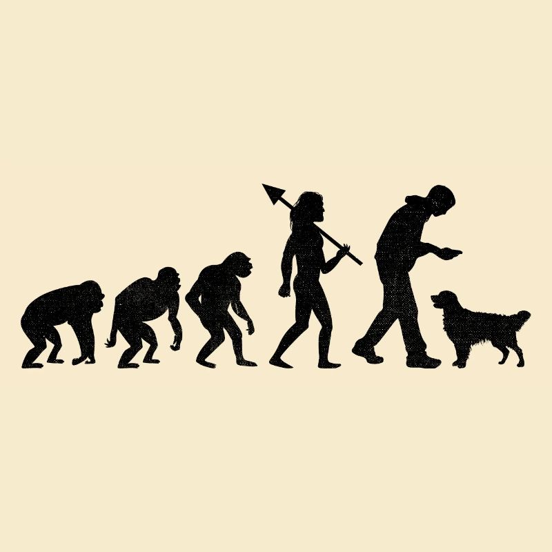Evolution Golden Retriever GR Hunde Retriever