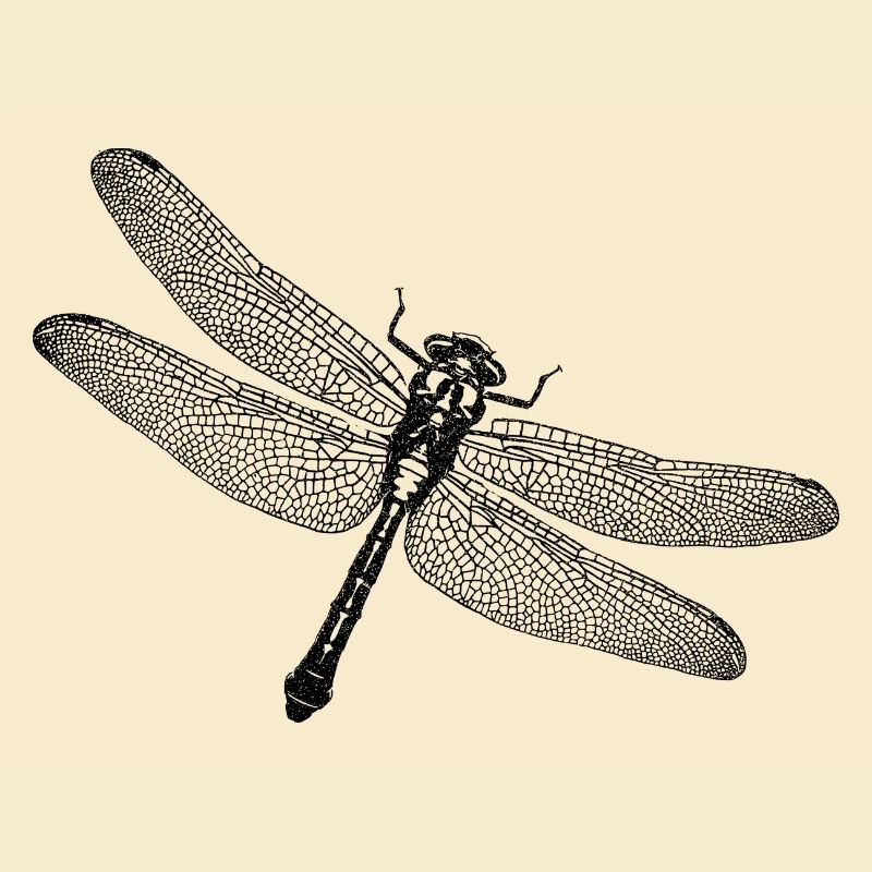 Libellule