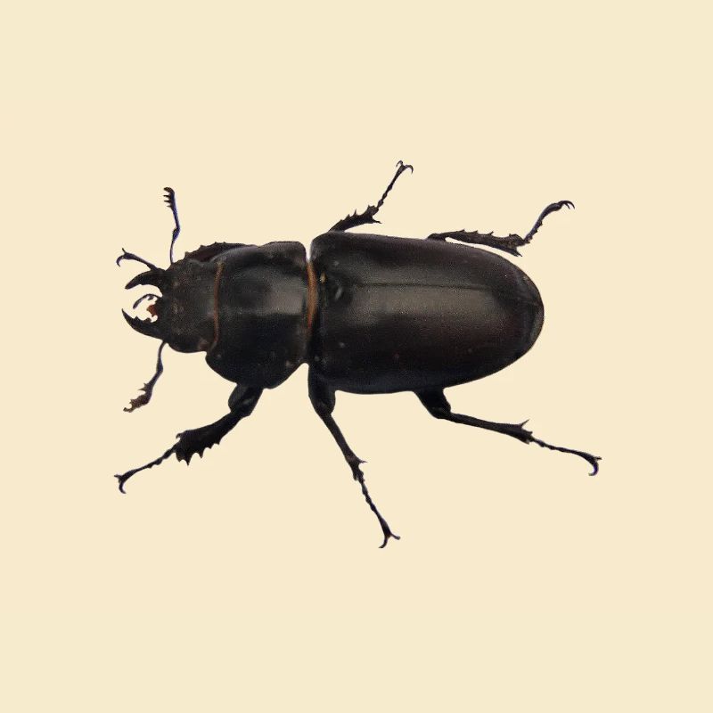Hirschkäfer Weibchen