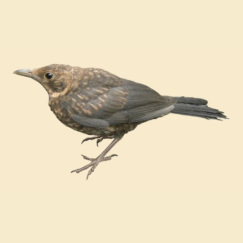 Amsel Jungvogel
