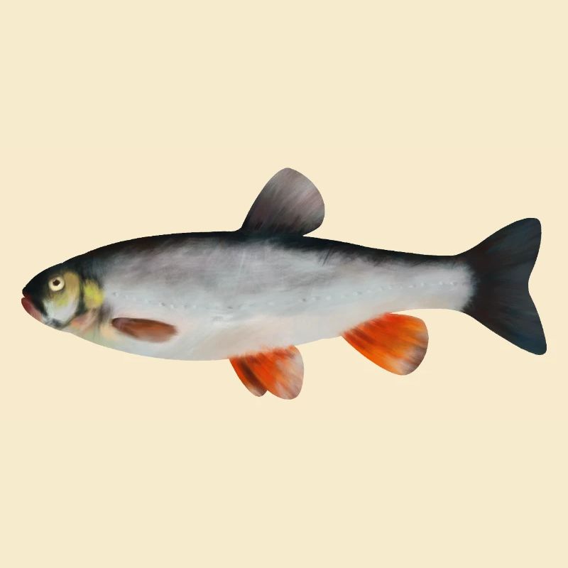 Döbel