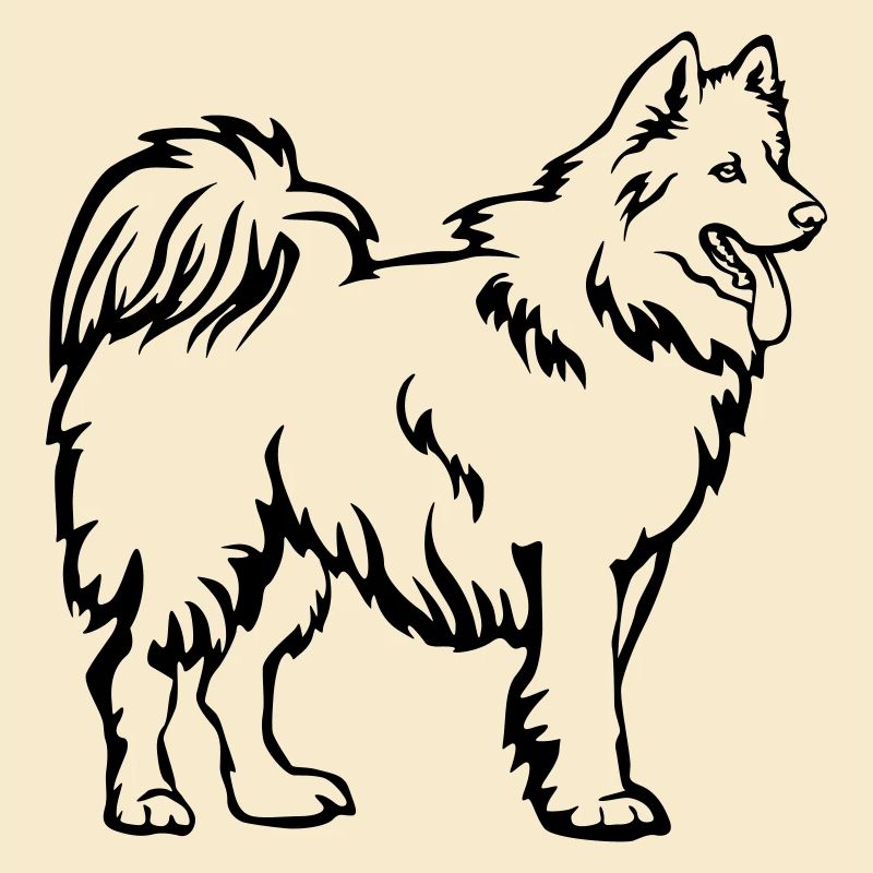 Samoyède