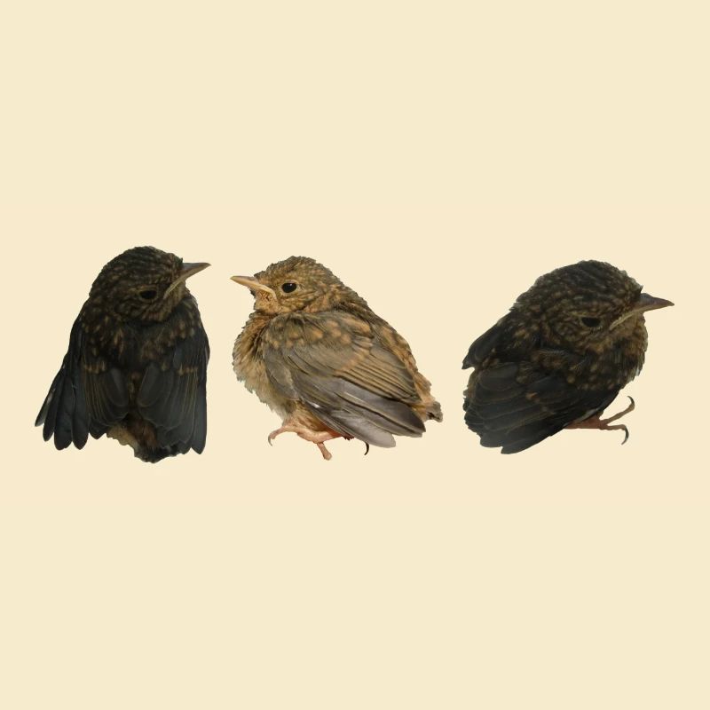 Robin Branches