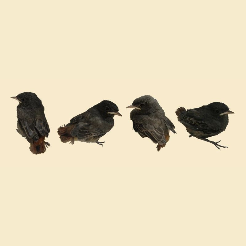House redstart branches