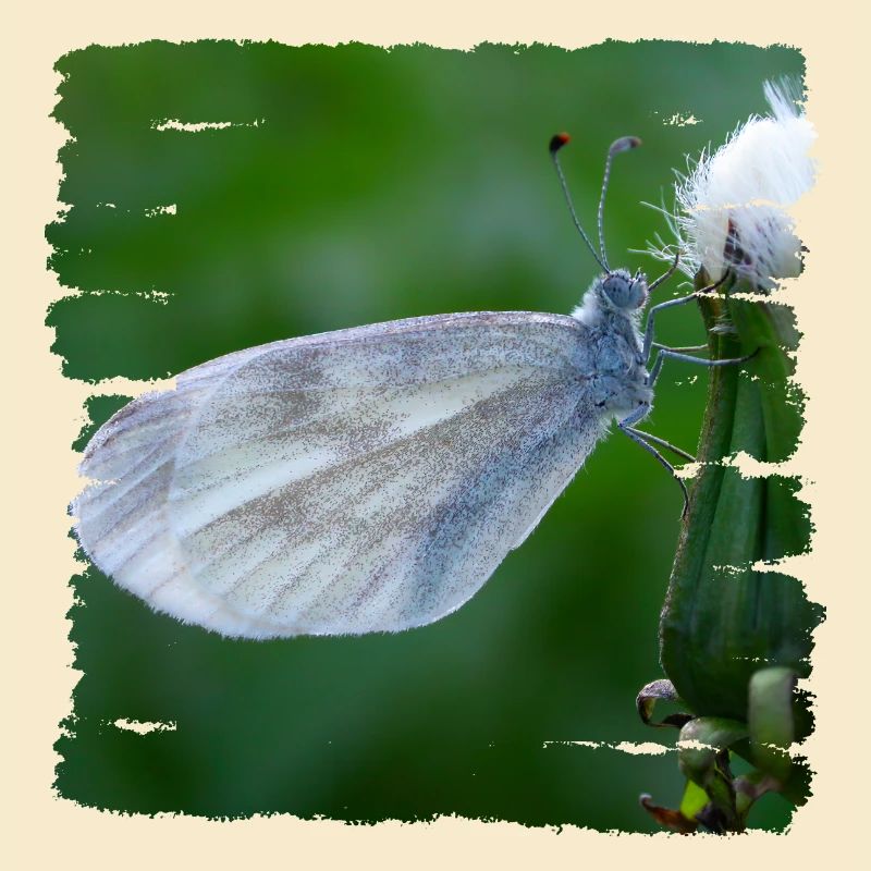 Schmetterling ruht auf einer Distel