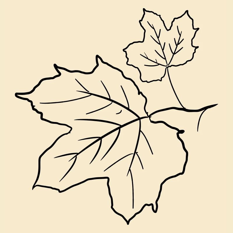 Feuille d’érable / feuilles d’érable, dessin décoratif.