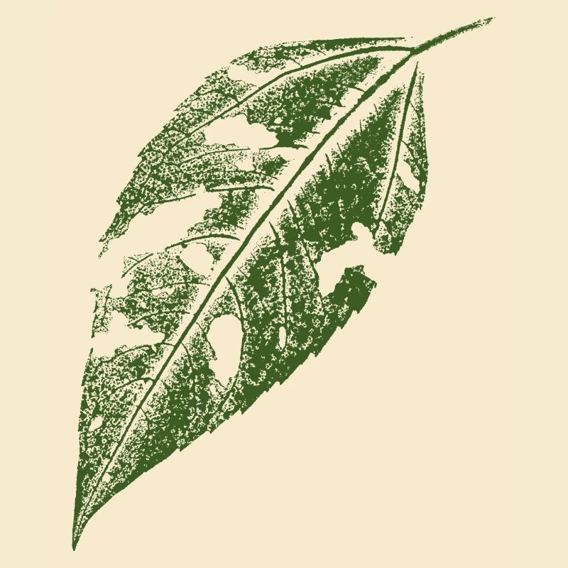 Jerusalem artichoke leaf / botanically natural