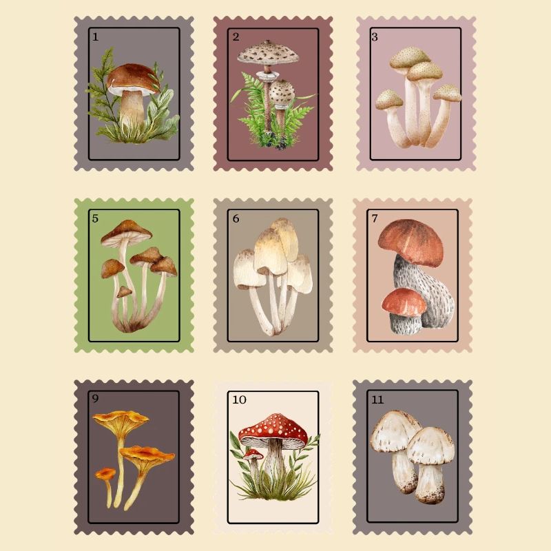 Conception des champignons