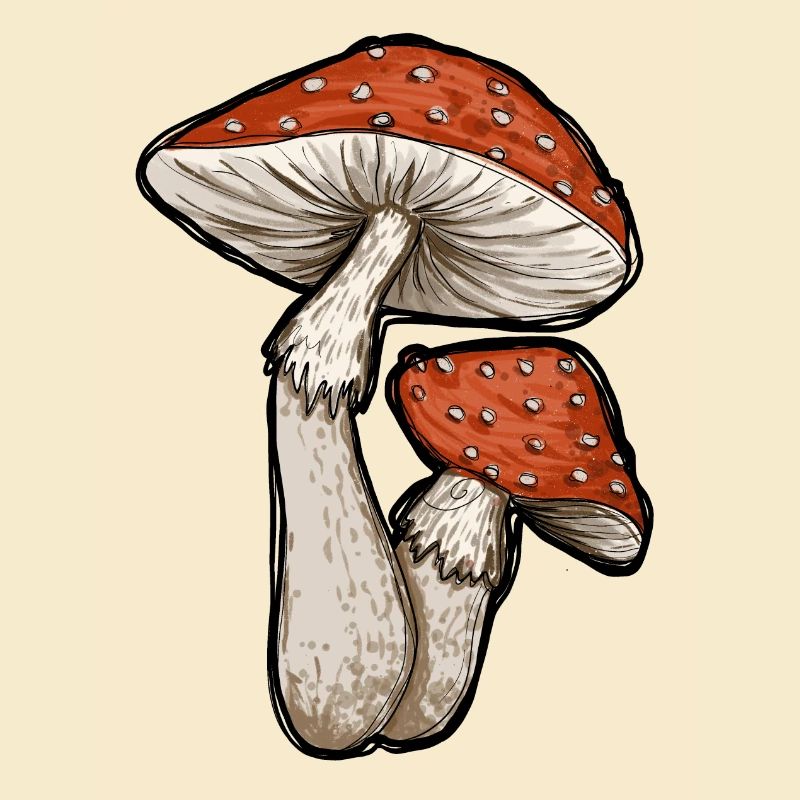 Toadstools Illustration