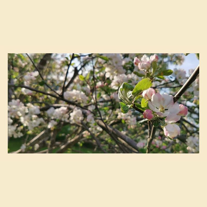 Branches de cerisier en fleurs Printemps