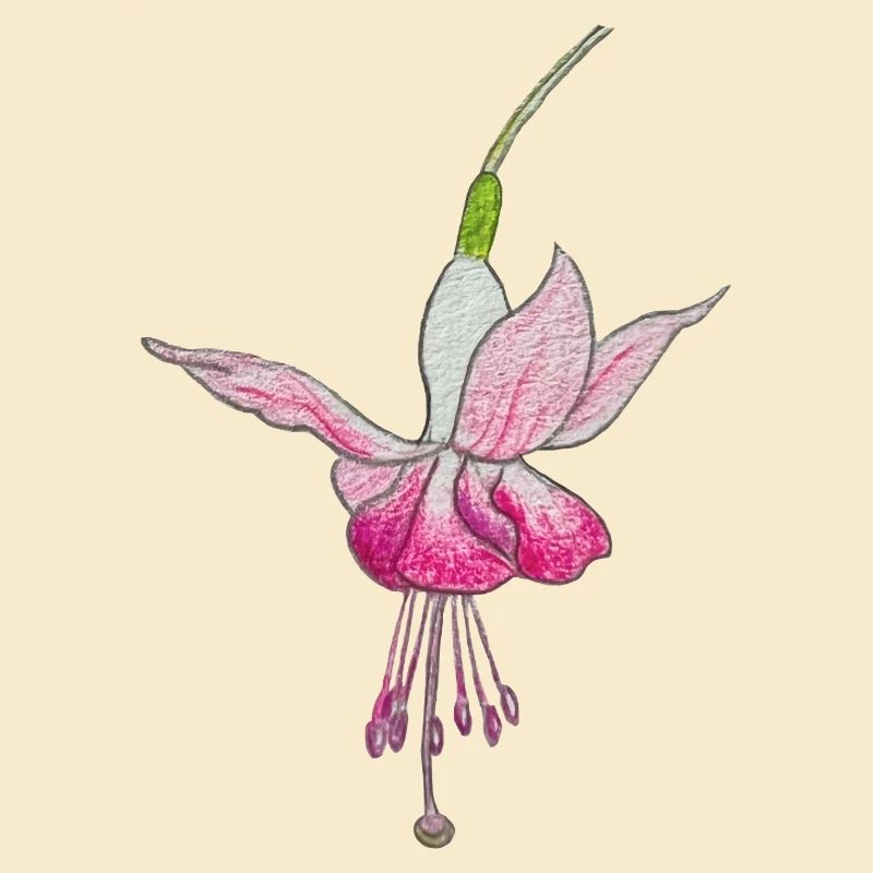 Fleur de fuchsia