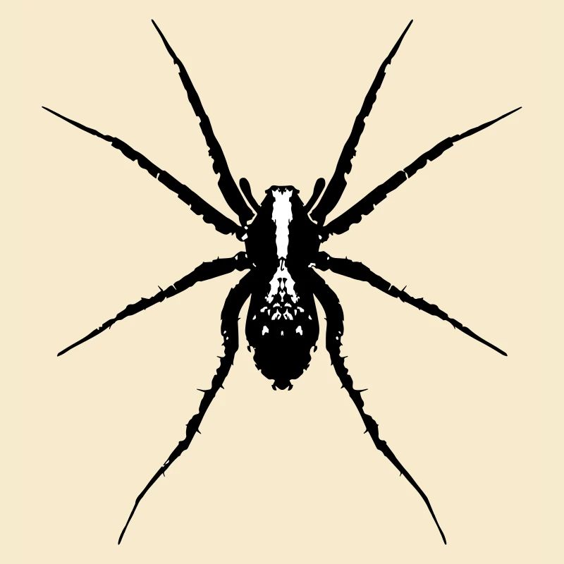 Spider / Wolf Spider