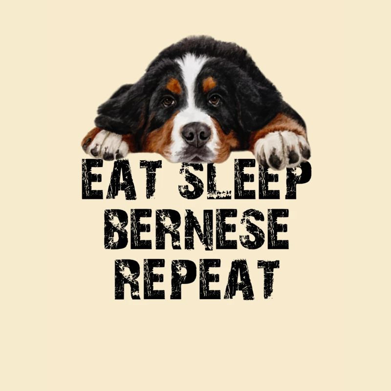 Bouvier bernois