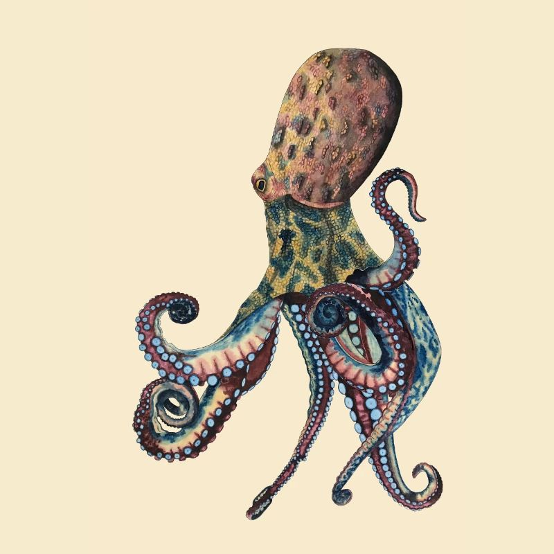 Octopus Squid