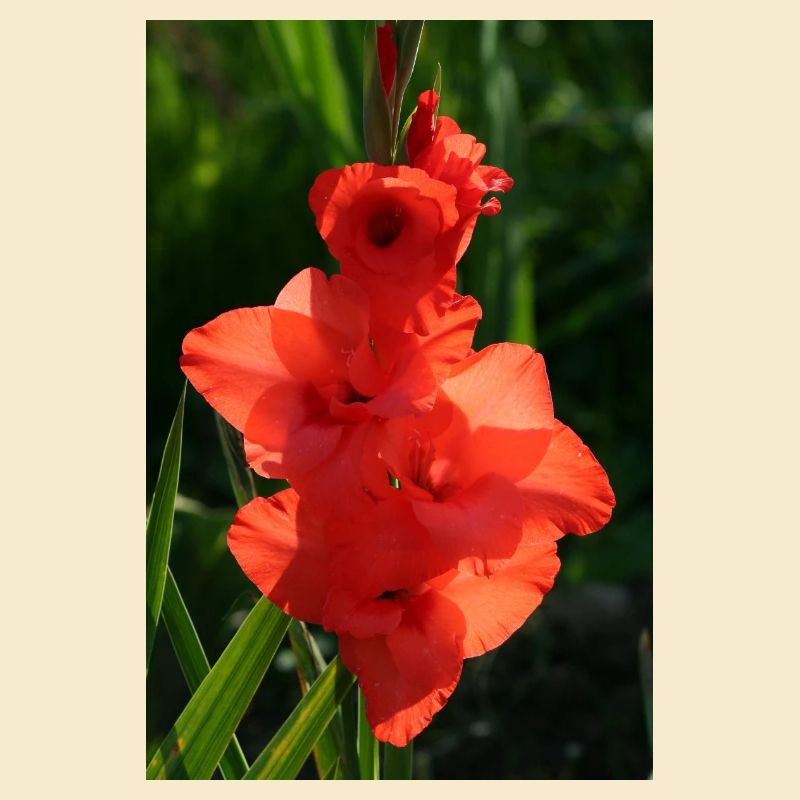 GLAÏEULS ROUGES