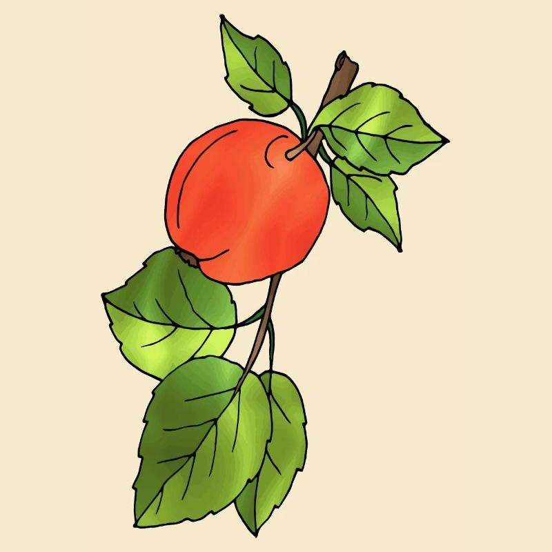 Pomme