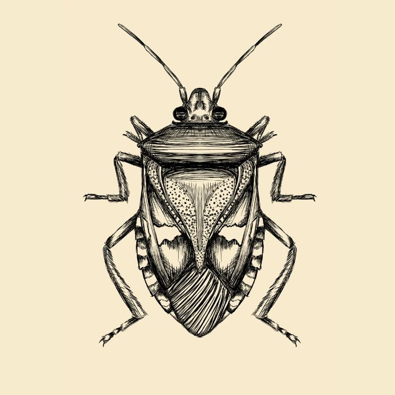 Bug